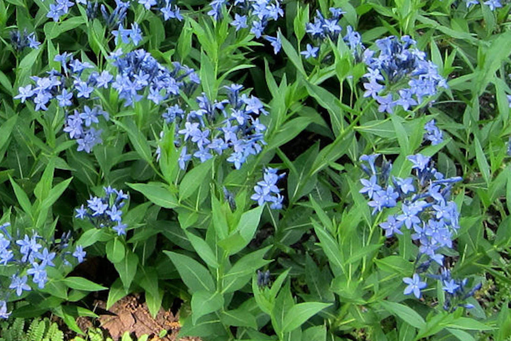 Amsonia 'Blue Ice'
