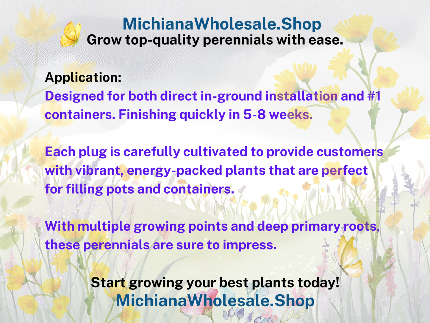 Allium 'Summer Beauty'