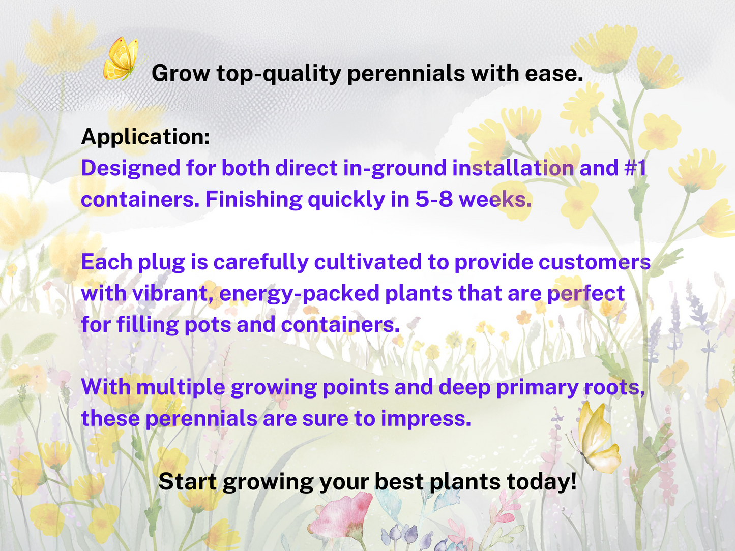 Coreopsis UpTick™ Cream & Red