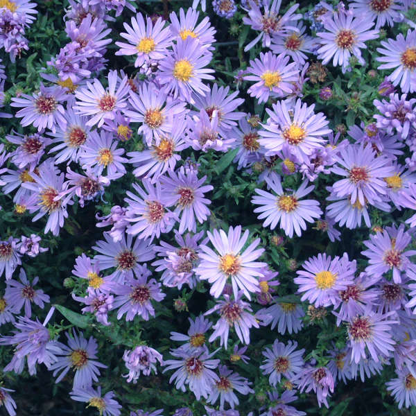 Aster 'Wood's Light Blue'