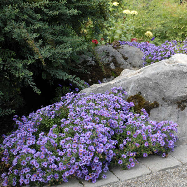 Aster 'Wood's Light Blue'