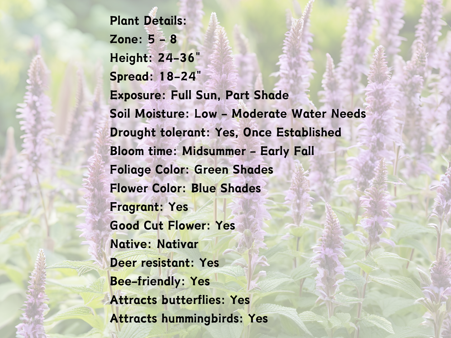 Agastache 'Blue Fortune'