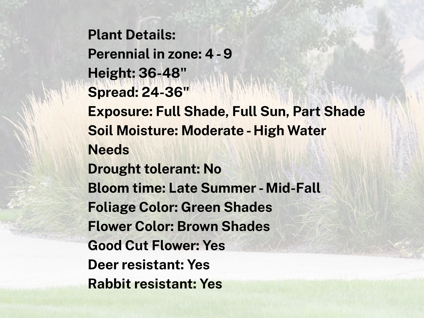 Calamagrostis brachytricha