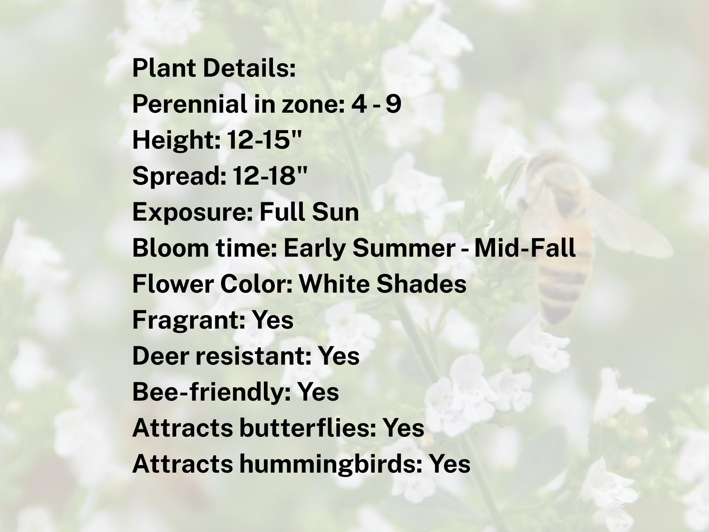 Calamintha 'Montrose White'