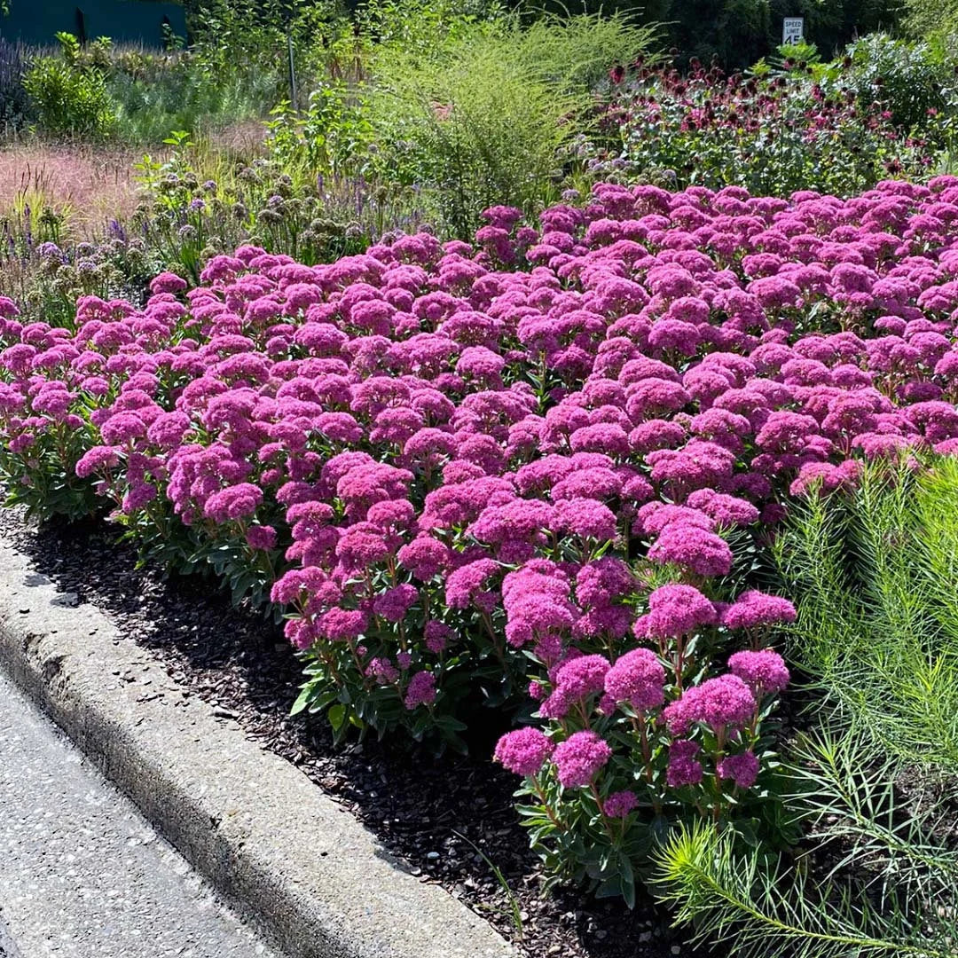 Sedum 'Carl'