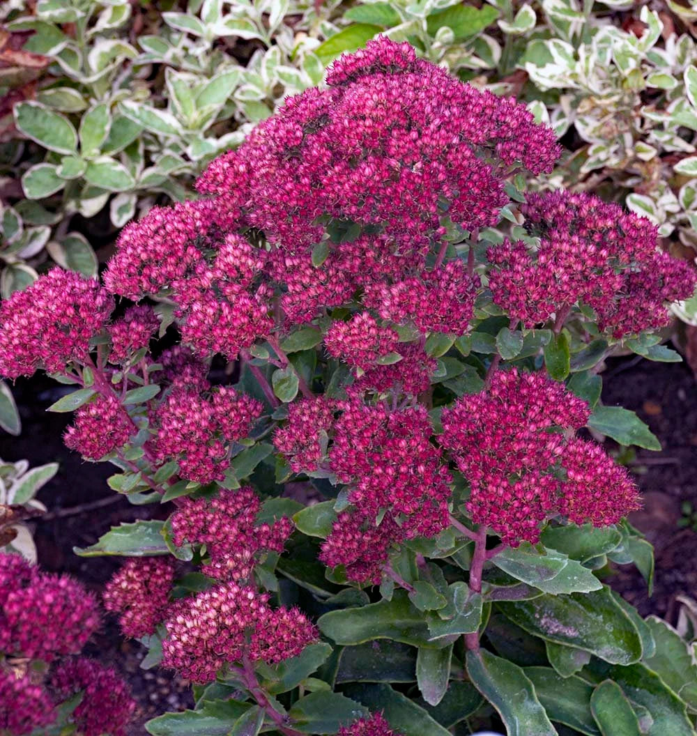 Sedum 'Carl'