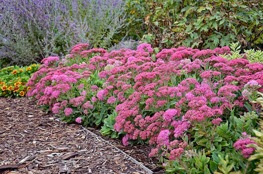 Sedum 'Carl'