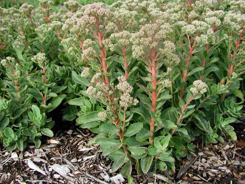 Sedum 'Carl'