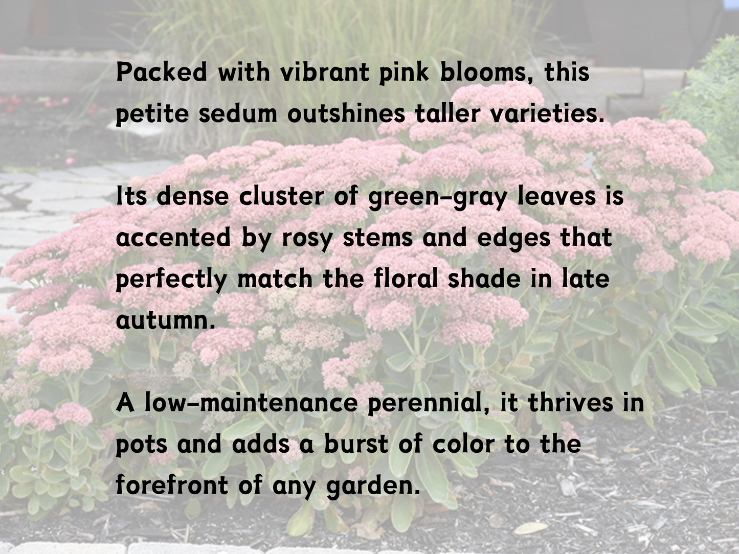 Sedum 'Carl'