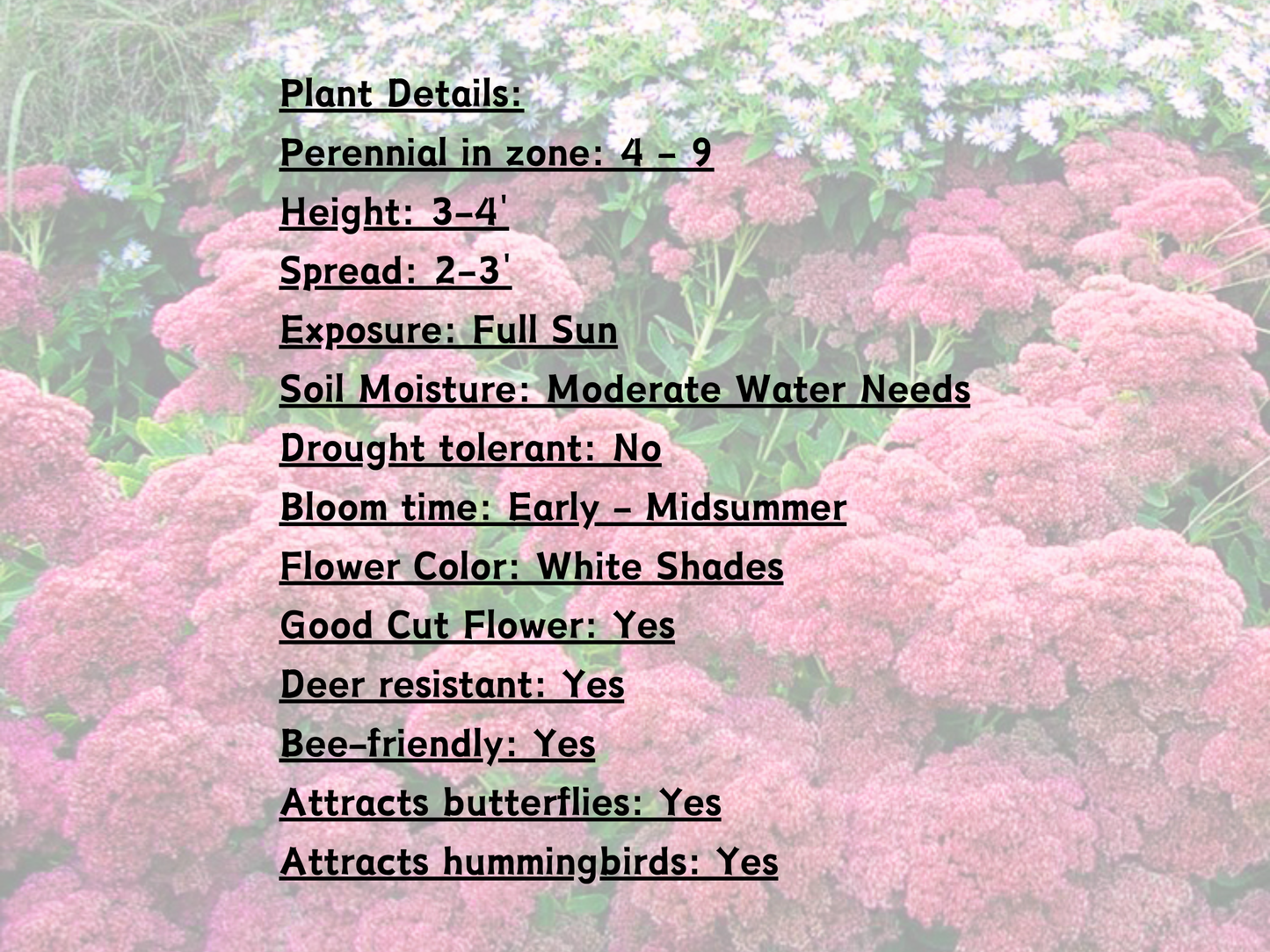 380 Sedum 'Autumn Fire'