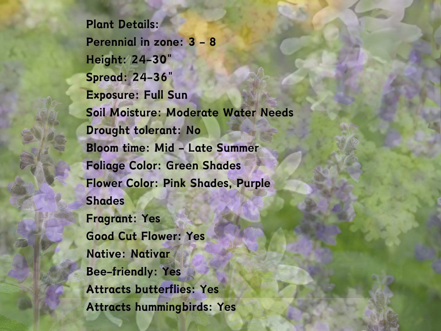 380 Nepeta 'Early Bird'