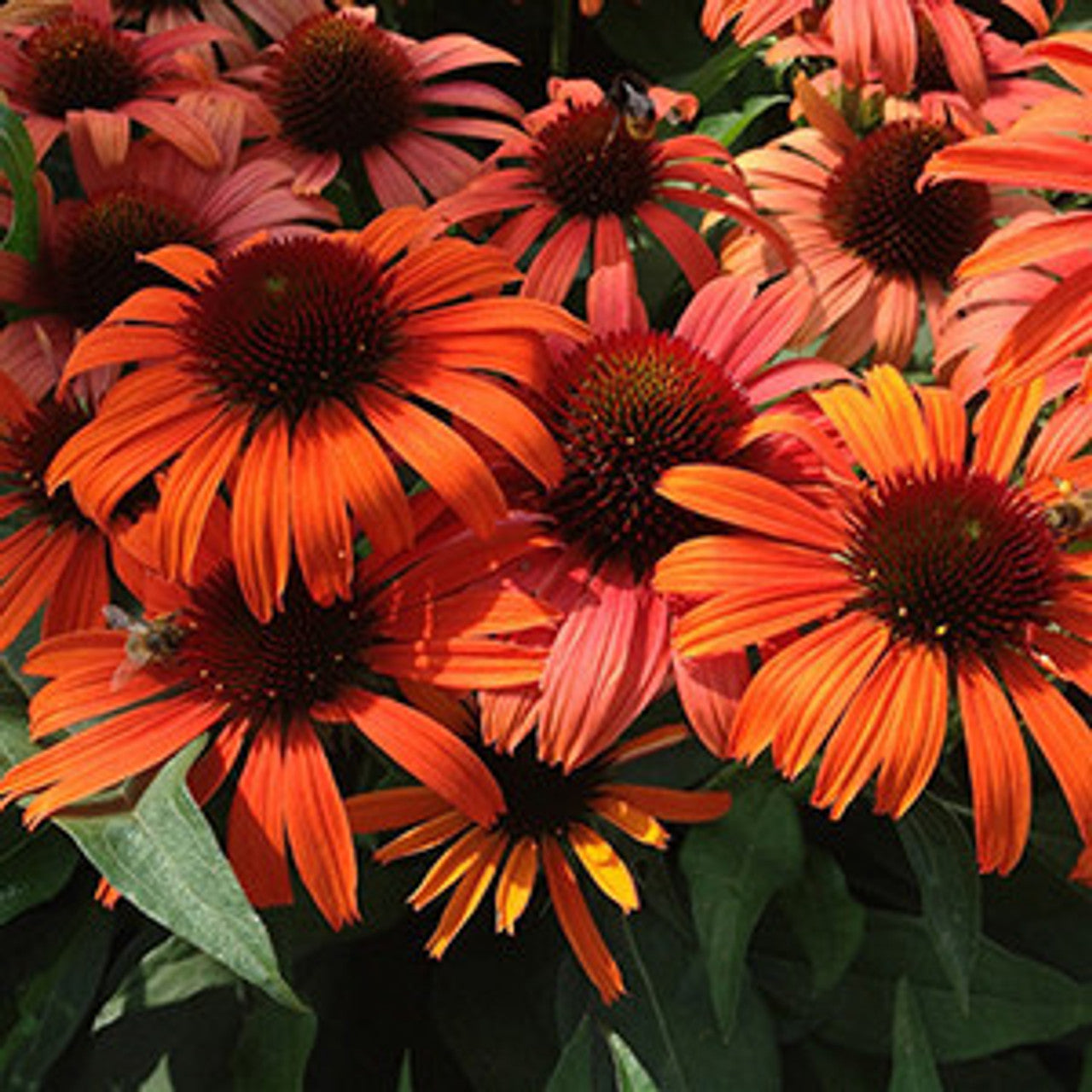 Echinacea Butterfly™ Orange Skipper™
