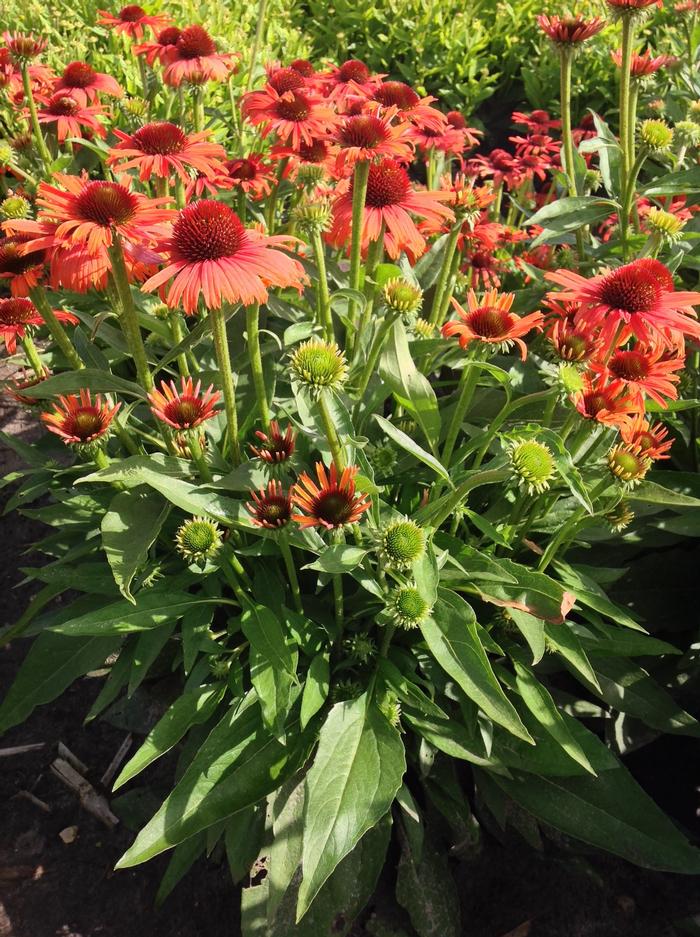 Echinacea Butterfly™ Orange Skipper™