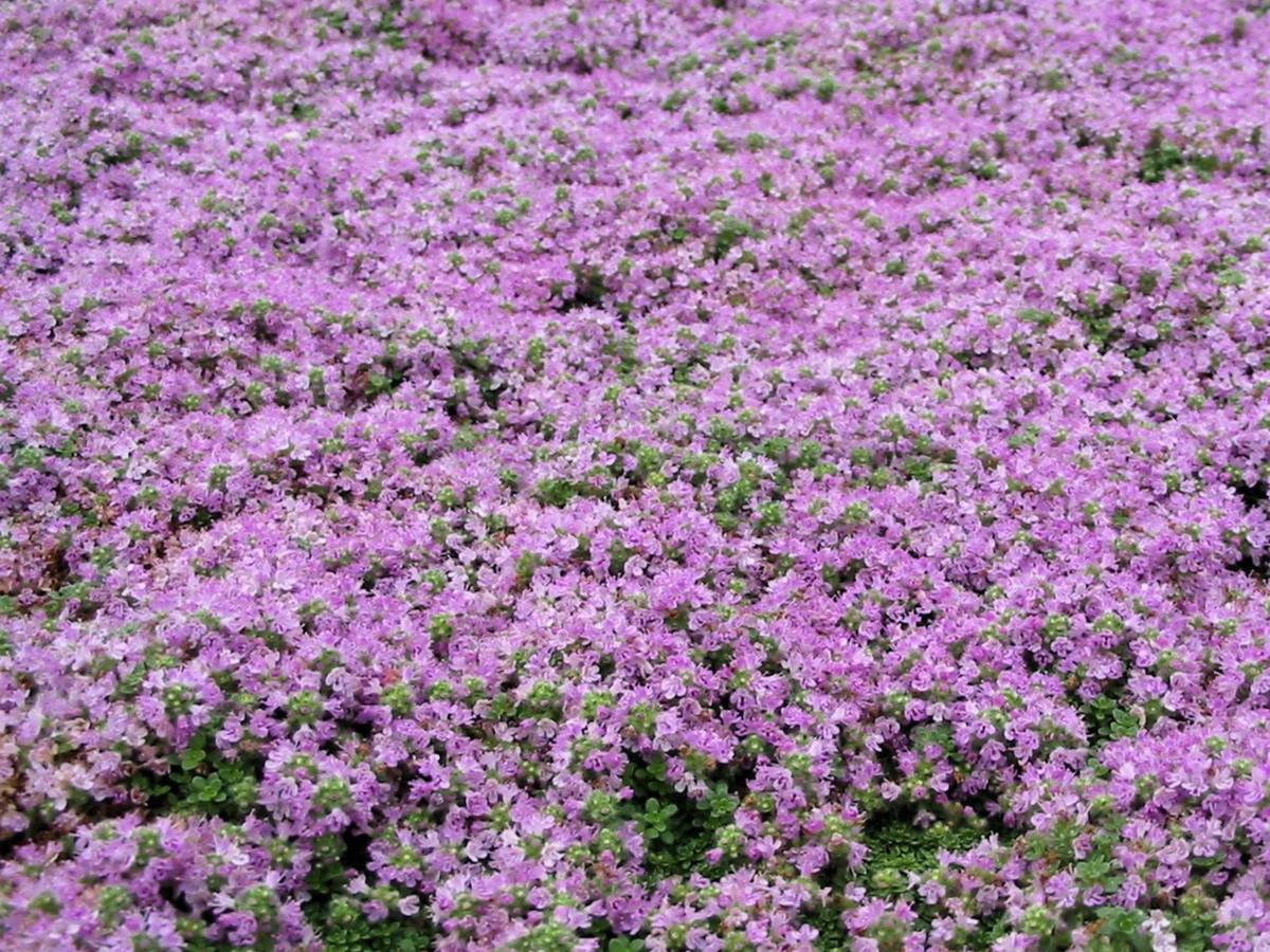 320 Thyme 'Elfin'