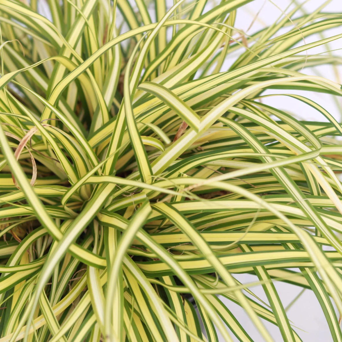 250 Carex 'Evergold'