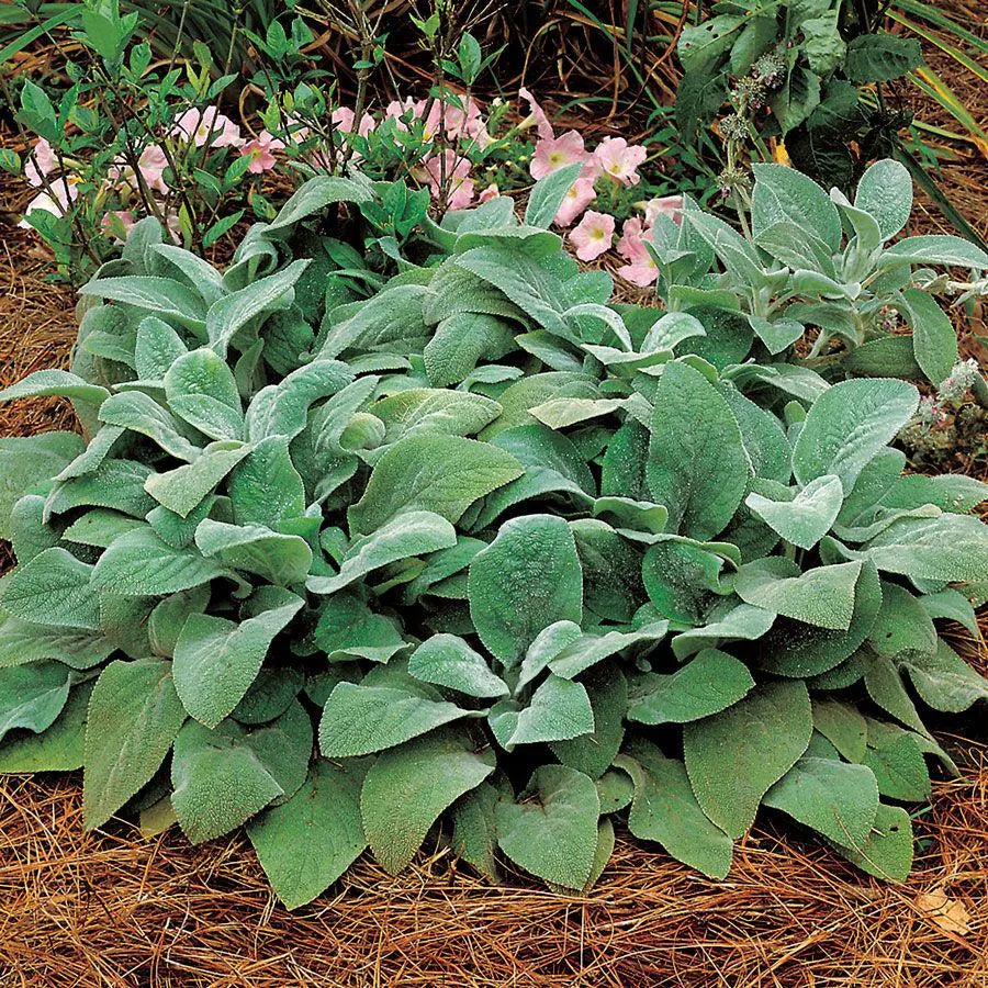 380 Stachys 'Helene von Stein'