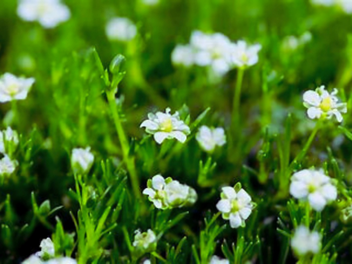 320 Sagina 'Irish Moss'