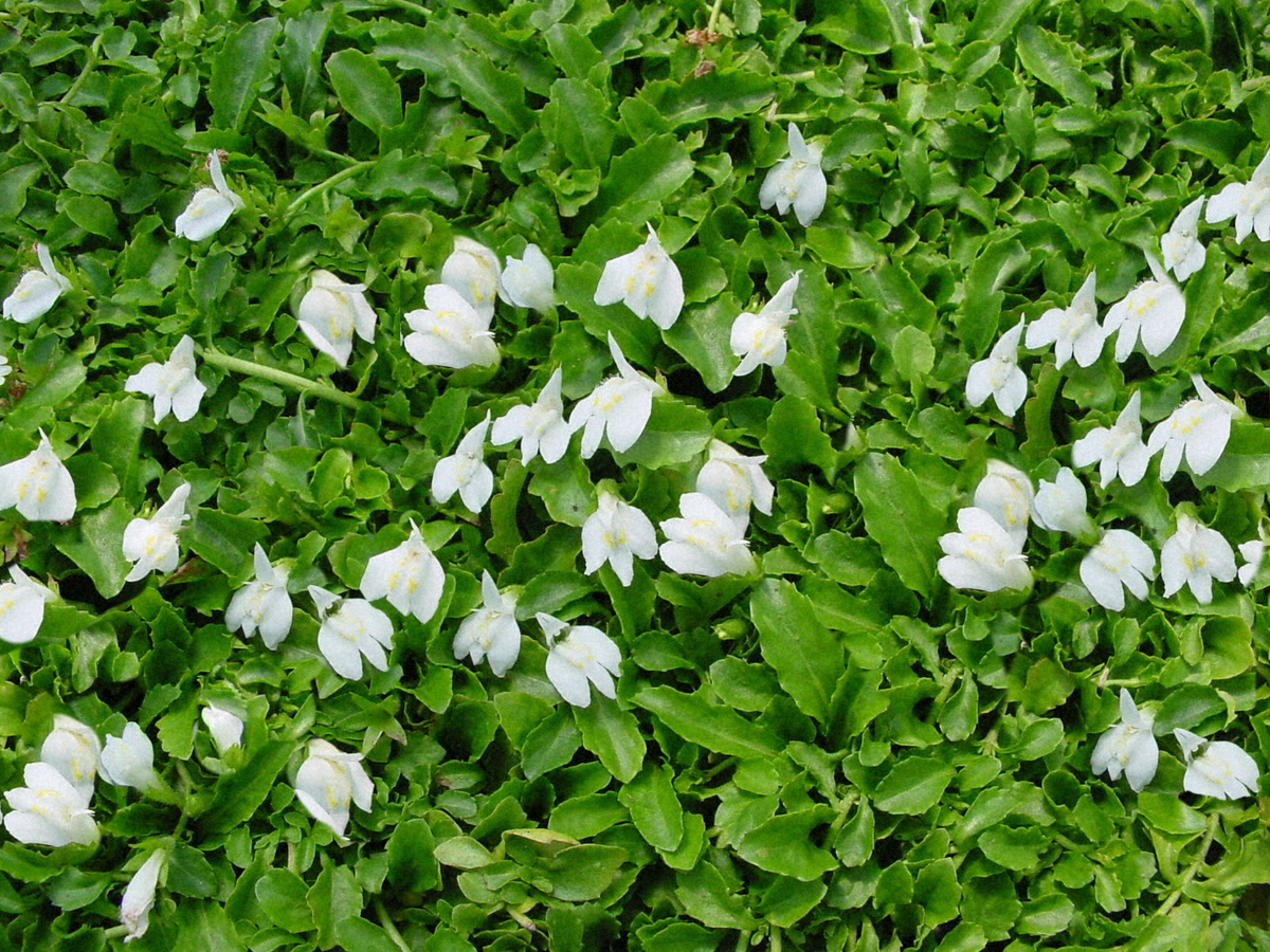 Mazus 'Alba'