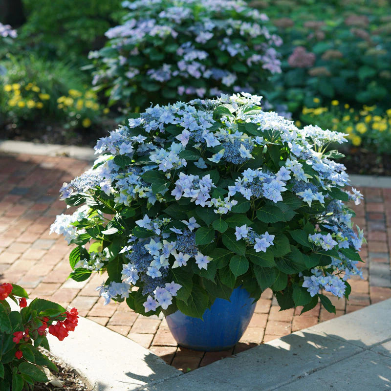 Hydrangea TUFF STUFF AH-HA® - 1 gallon Blooming Proven Winners®