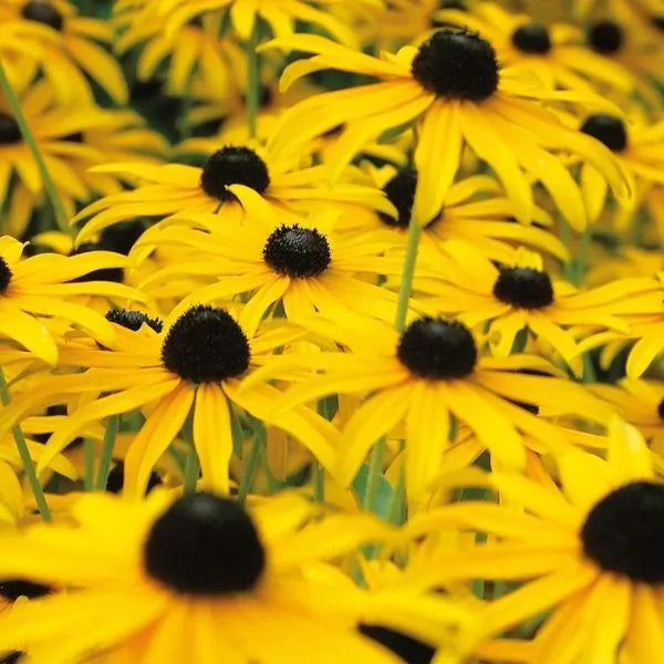 Rudbeckia 'American Gold Rush'