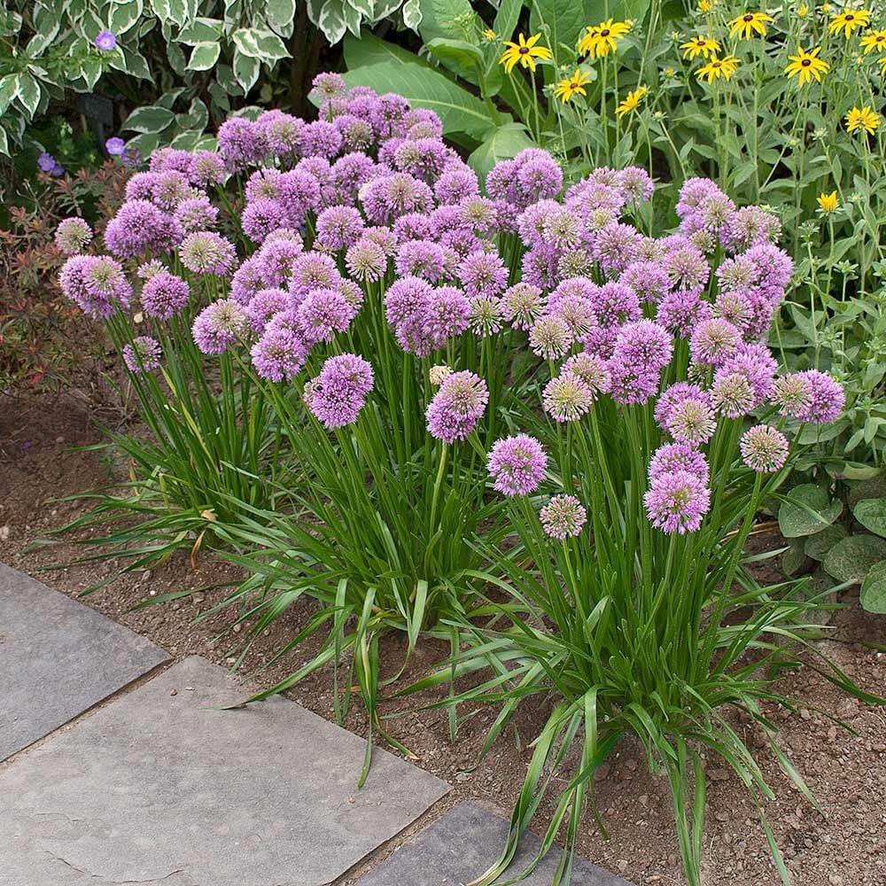 Allium 'Millenium'