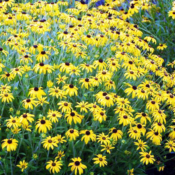 Rudbeckia 'American Gold Rush'