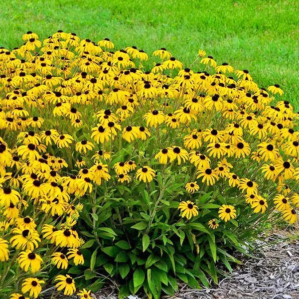 Rudbeckia 'American Gold Rush'