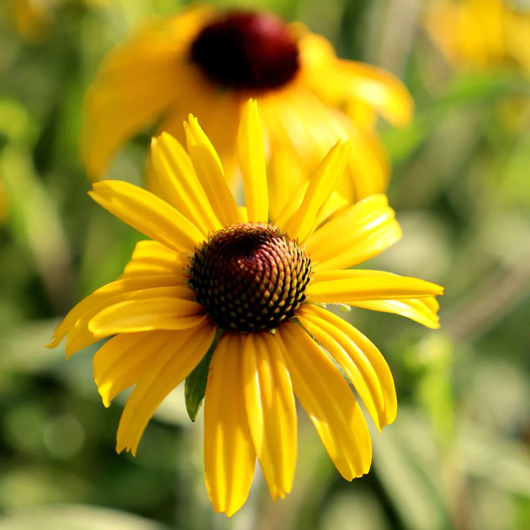 Rudbeckia 'American Gold Rush'