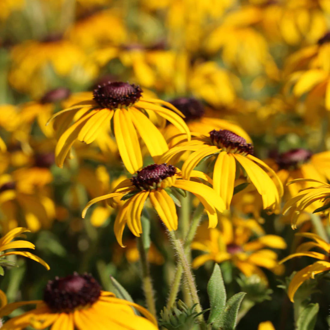 Rudbeckia 'American Gold Rush'