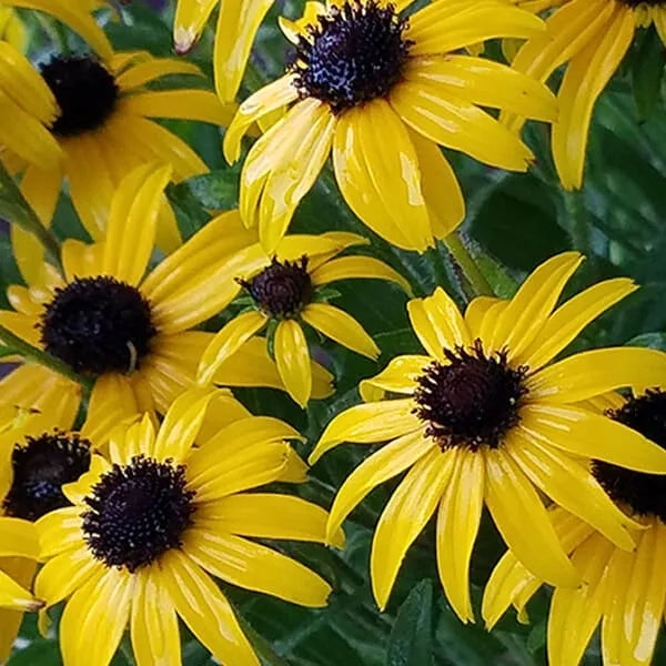 Rudbeckia 'American Gold Rush'