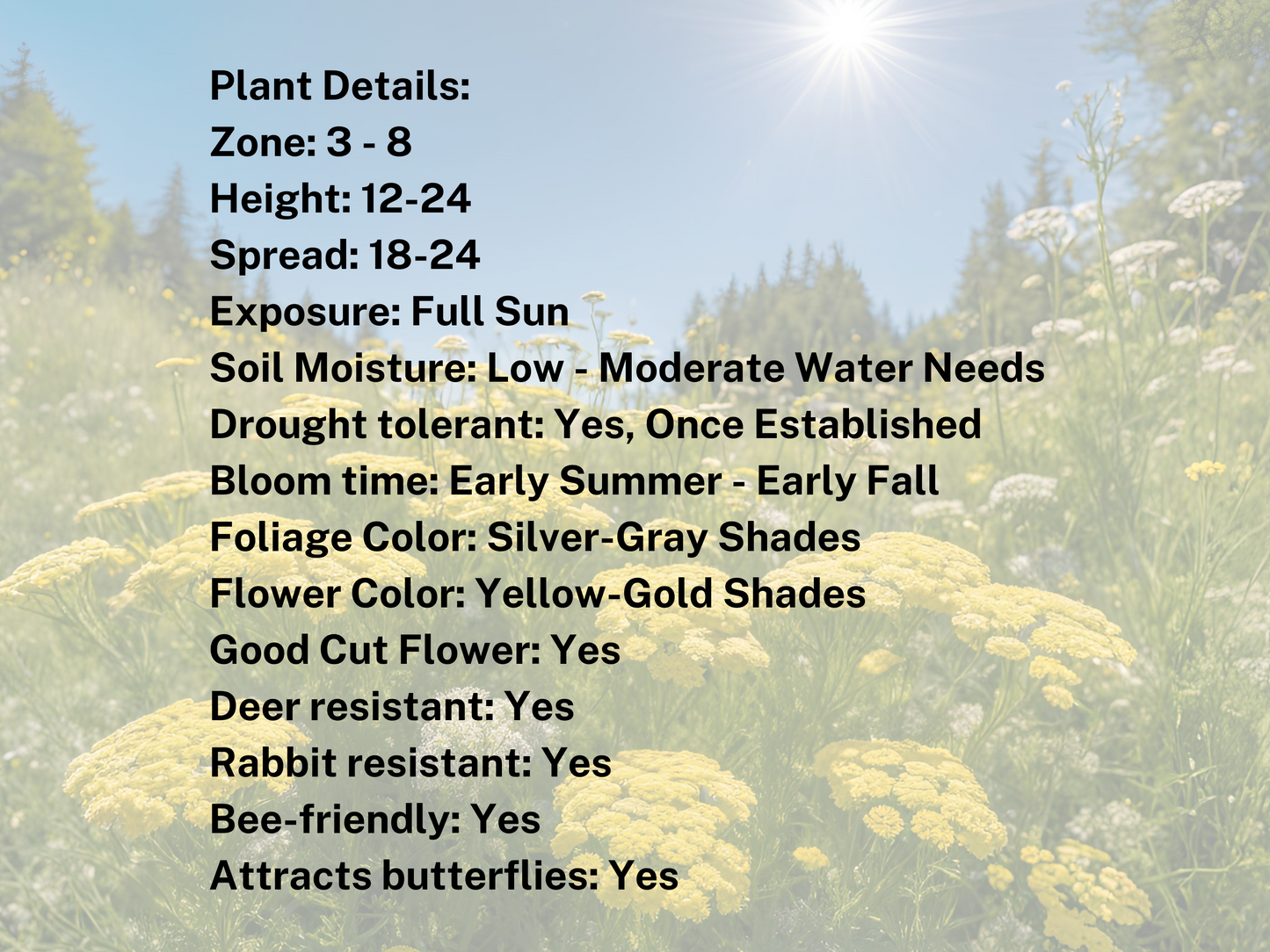 Achillea 'Moonshine'