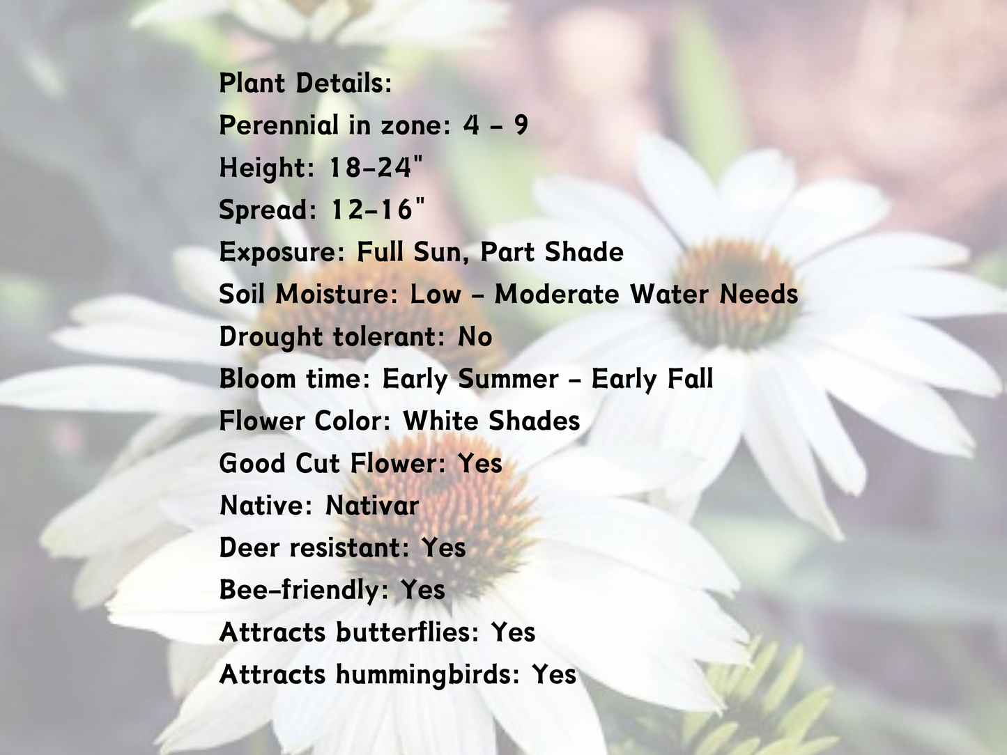 Echinacea 'PowWow® White'