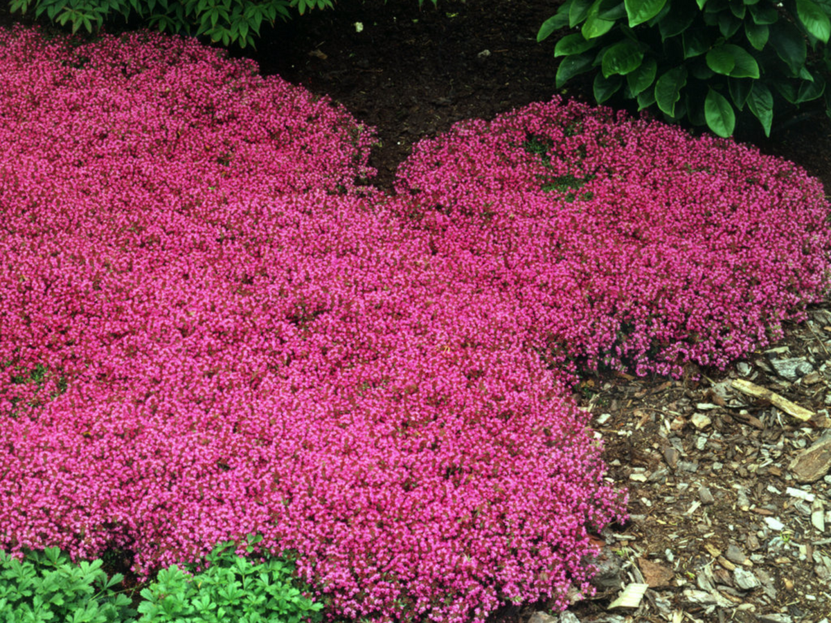 320 Thyme coccineum