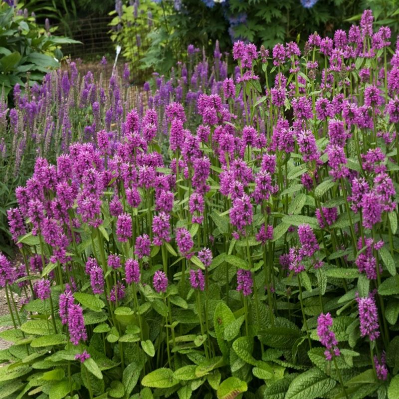 Stachys 'Hummelo'