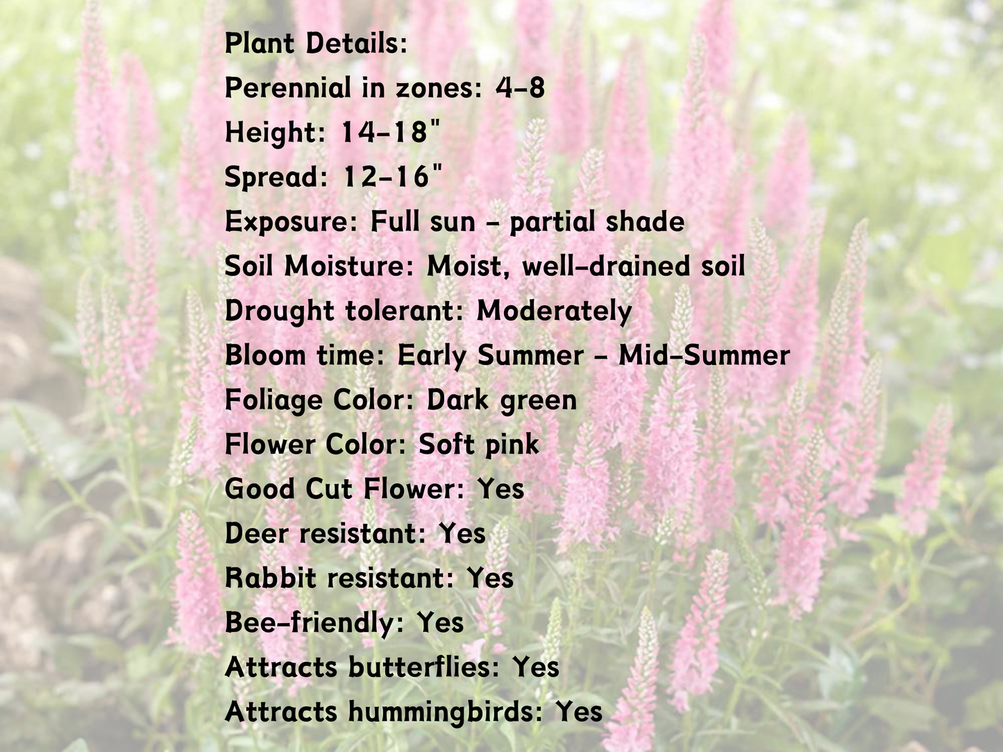 Veronica Skyward™ Pink