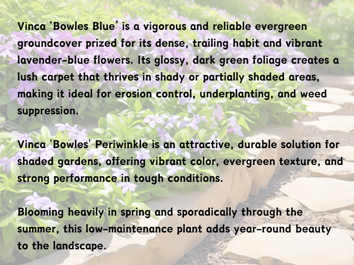 Vinca 'Bowles'