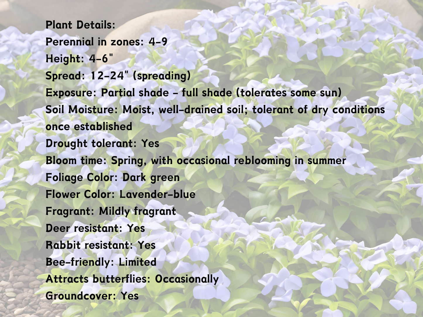 Vinca 'Bowles'