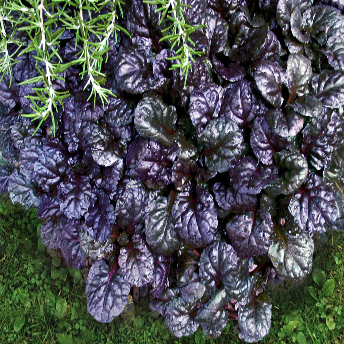 Ajuga 'Black Scallop'