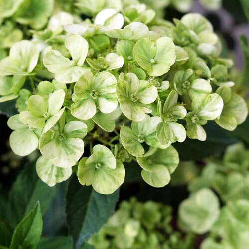 Hydrangea Fairytrail™ Green Cascade - 1 gallon Blooming Proven Winners®