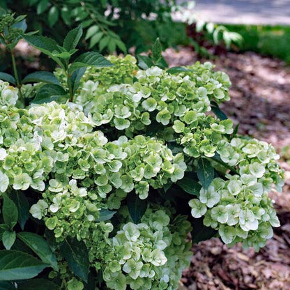 Hydrangea Fairytrail™ Green Cascade - 1 gallon Blooming Proven Winners®