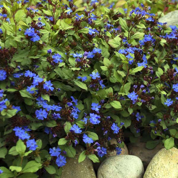 320 Ceratostigma plumbaginoides