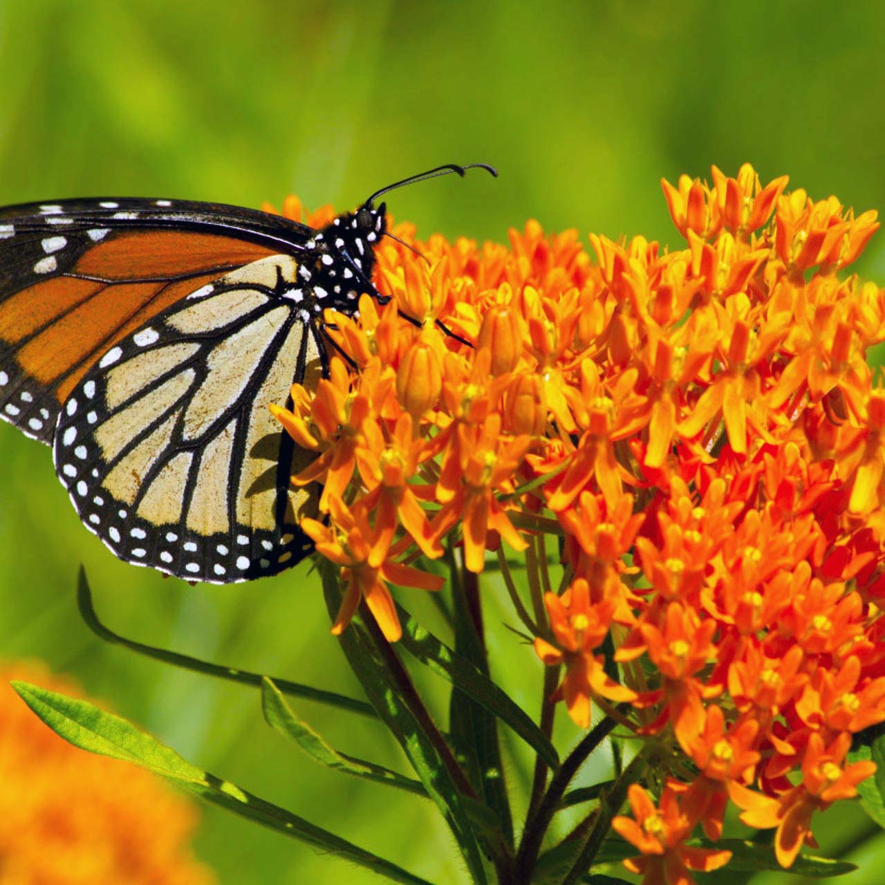 Asclepias tuberosa