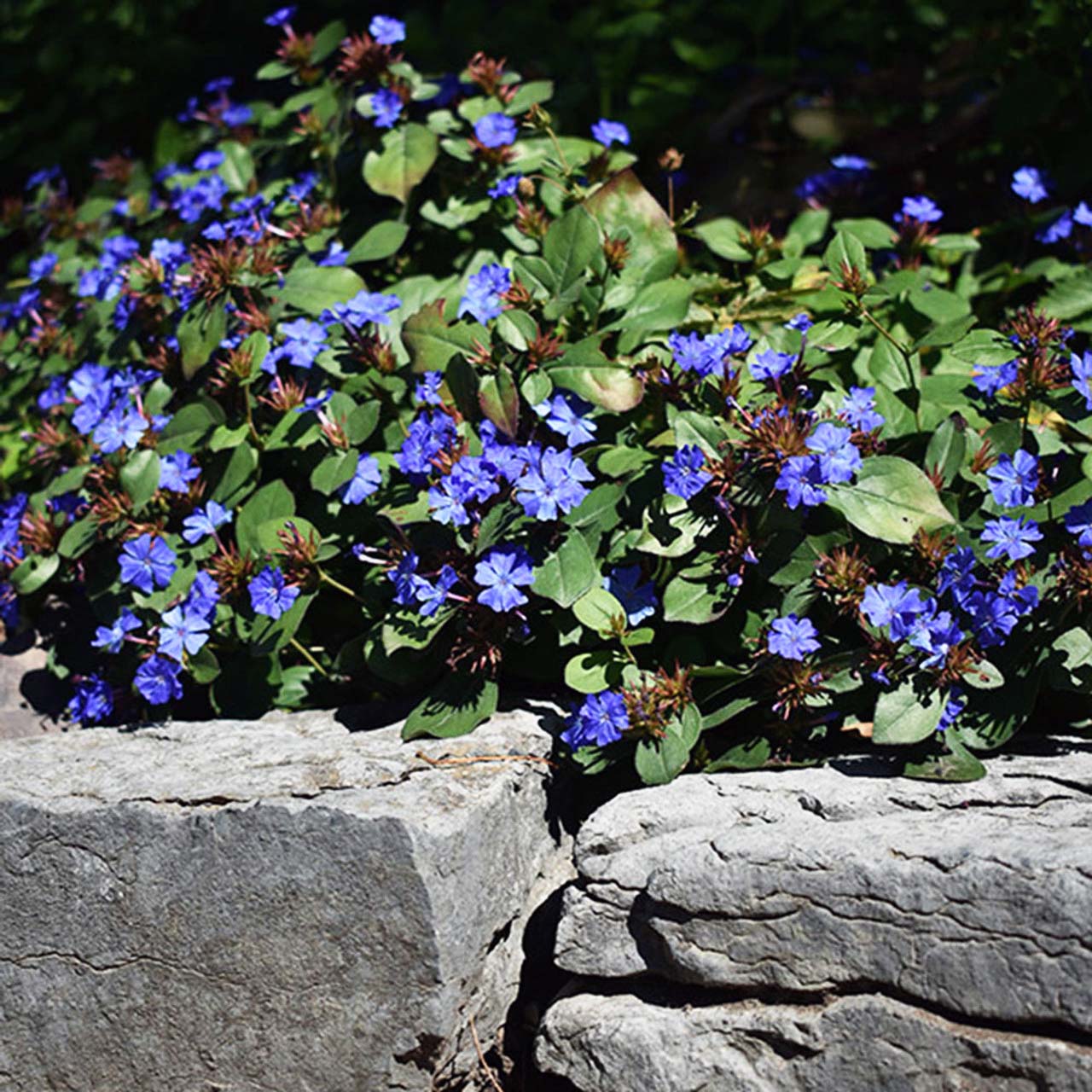 Ceratostigma plumbaginoides