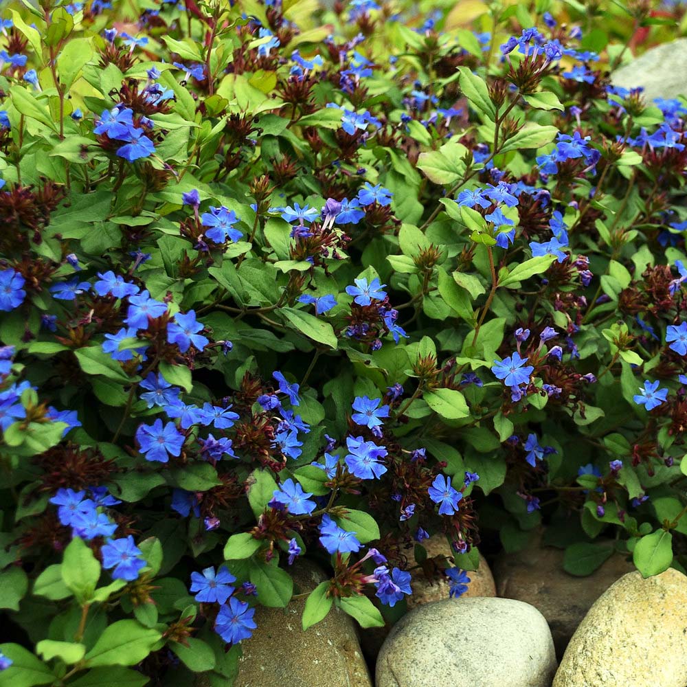 Ceratostigma plumbaginoides