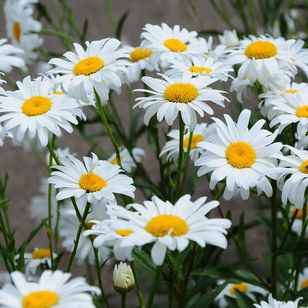 Leucanthemum 'Becky'