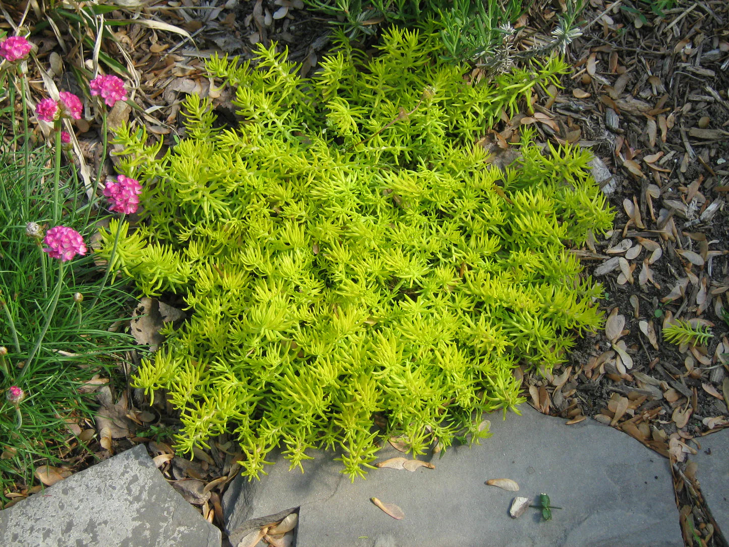 Sedum 'Angelina'