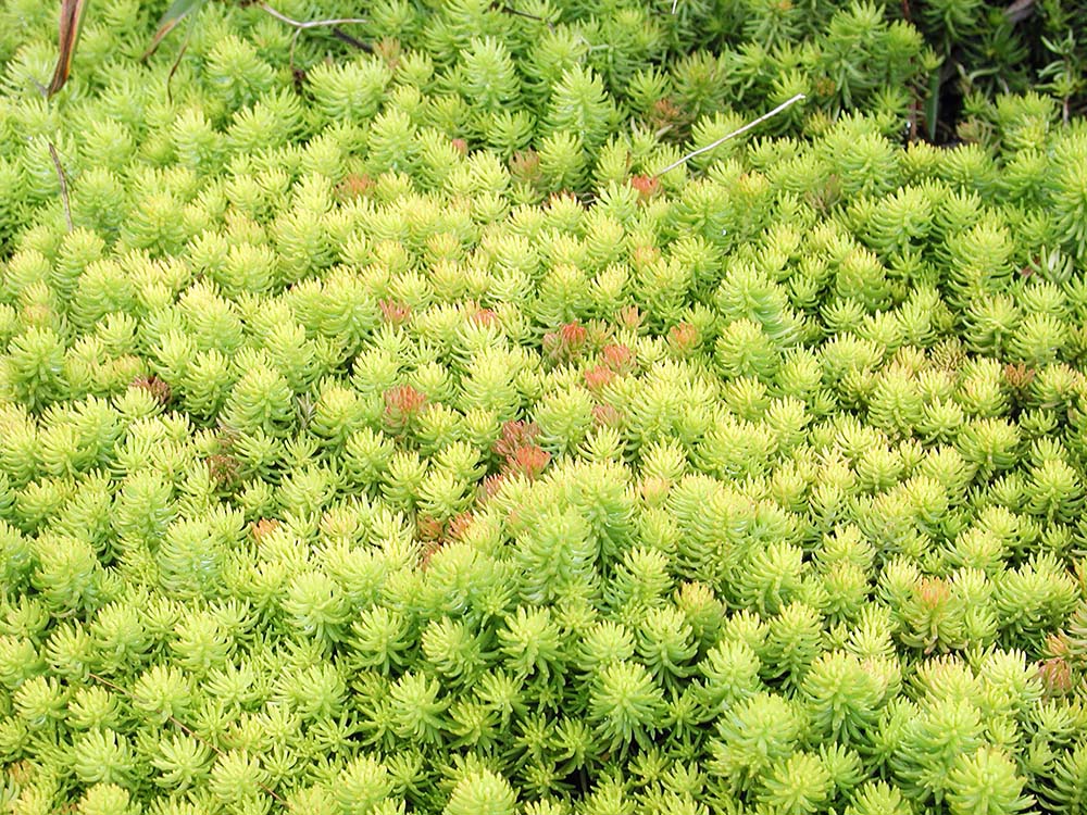 320 Sedum 'Angelina'