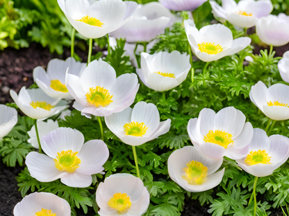 Anemone sylvestris