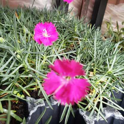 Dianthus 'Neon Star'