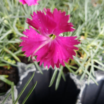Dianthus 'Neon Star'